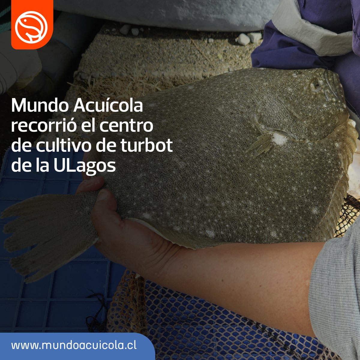 mundoacuicola's tweet image. El centro de cultivo Metri de la Universidad de Los Lagos lidera el cultivo de turbot en Chile y trabaja nuevos proyectos de diversificación. 

#Metri #Turbot #acuicultura #ULA @seguidores

mundoacuicola.cl/new/mundo-acui…