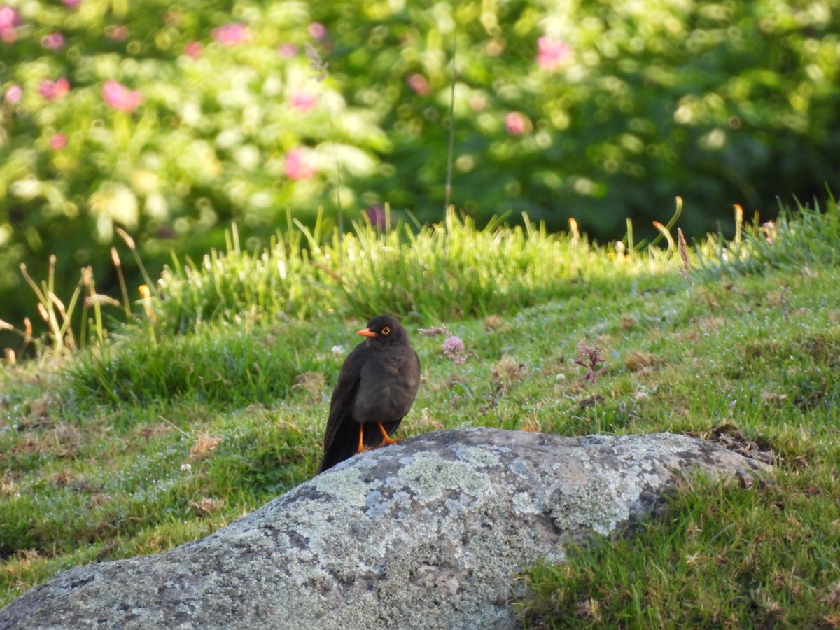 DanielGarcia_Cu's tweet photo. Mirla en la roca. 

Turdus fuscater 
Great Thrush

#paísdelasaves #avifaunacolombiana #Usme #aves #naturaleza #mirla https://t.co/XA8cTnGNQb