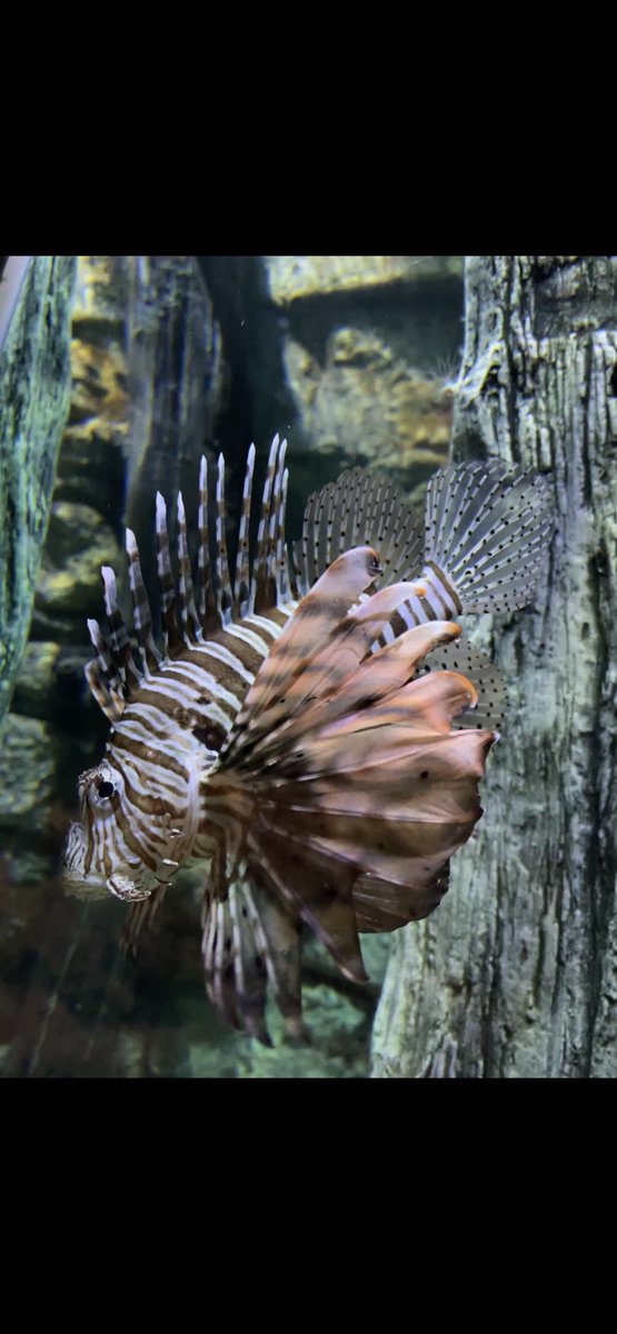Meet our red lionfish – the ocean’s most stylish (and sneaky) predator! 🌊🐠

With its bold stripes and flowing fins, it’s a real showstopper... but don’t be fooled – those spines are venomous! 

#Lionfish #OceanFacts #MarineLife #sealifeadventure #southendonsea #zooquarium