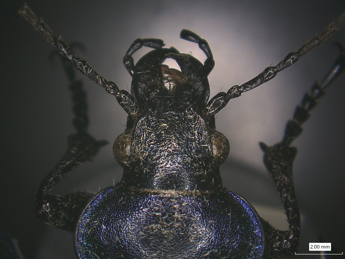 Science at the Natural History Museum (@nhm_science) on Twitter photo The <a href="/NHM_Data/">NHM Data Portal</a> Portal have reached 6⃣ million specimens 🥳 this is a fantastic milestone to celebrate on our journey to digitse the entire collection of 80 million specimens. nhm.ac.uk/discover/news/… The <a href="/NHM_Data/">NHM Data Portal</a> Portal have reached 6⃣ million specimens 🥳 this is a fantastic milestone to celebrate on our journey to digitse the entire collection of 80 million specimens. nhm.ac.uk/discover/news/…