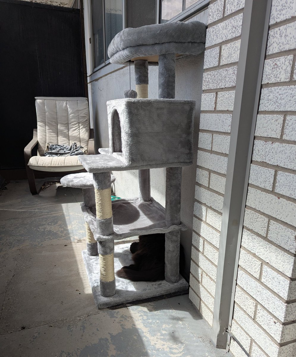 Good morning from 🌞 Ottawa 🇨🇦! There may not be any floofs 🌸 on the catio yet, but I'm loving this shady spot on my brand new cat tree! My Mom built it yesterday.😺 #Cats #CatsOfTwitter #blackcats #mondayvibes #NotSpoiledAtAll