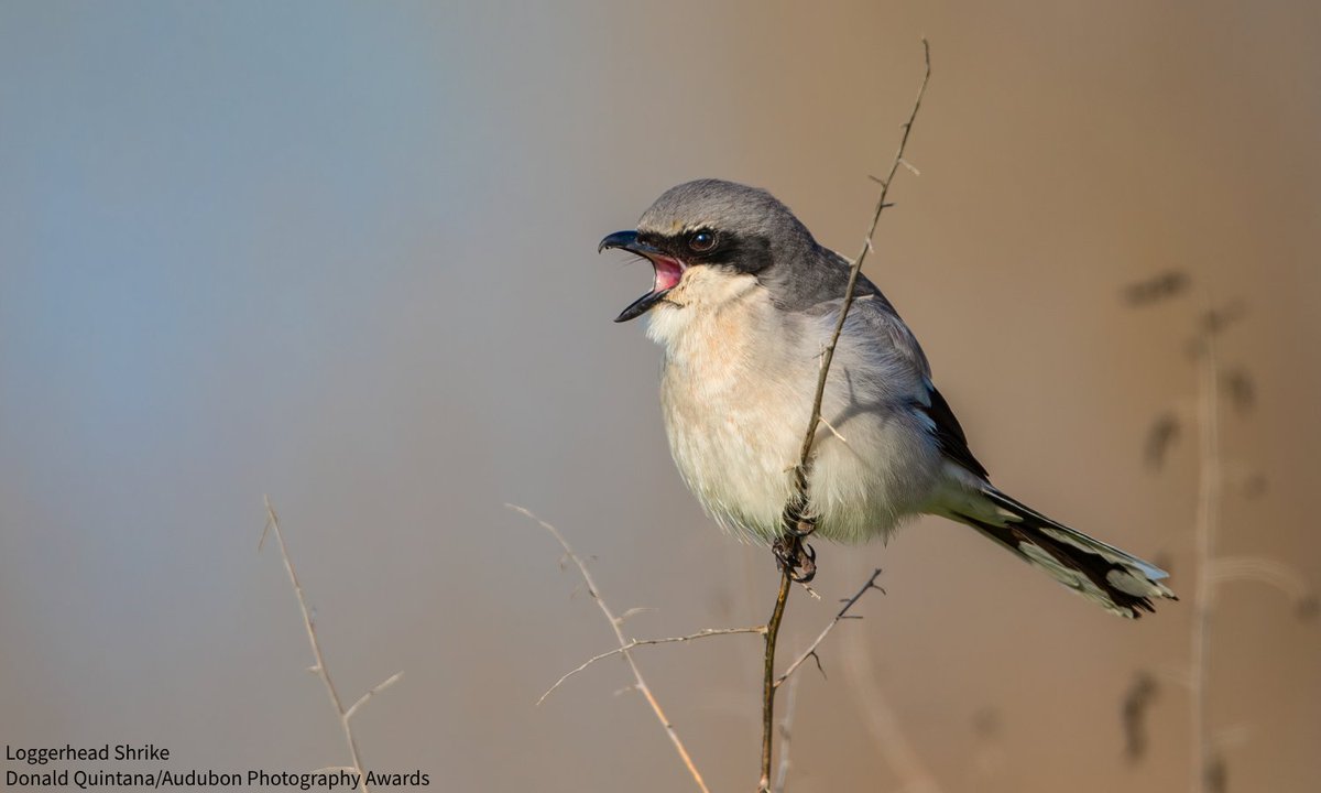Audubon Society tweet media
