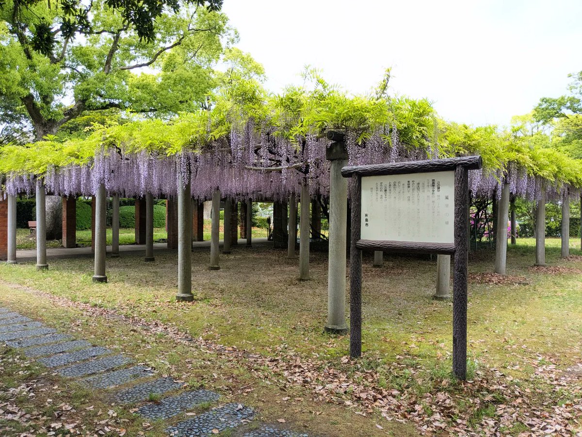Pp1Zf1's tweet image. 昨日の犬散歩。
伊都文化会館の敷地内にある前原中央公園によく行くけれど、藤が咲いているのを見るのは初めてかも。
#糸島 #風景写真 #花 #藤棚 #藤 #萬里の藤 #旧糸島高等女学校の校門 #犬の散歩