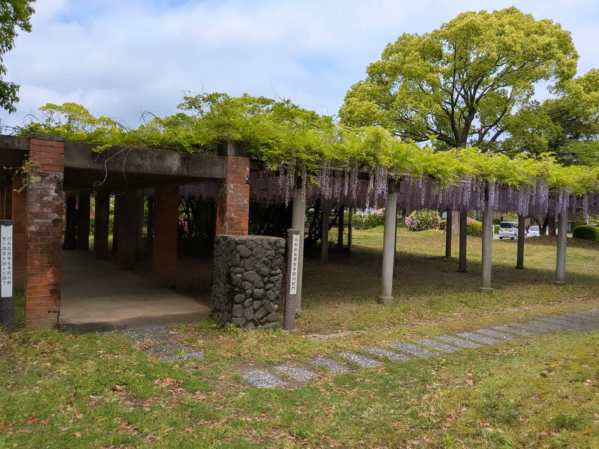 Pp1Zf1's tweet image. 昨日の犬散歩。
伊都文化会館の敷地内にある前原中央公園によく行くけれど、藤が咲いているのを見るのは初めてかも。
#糸島 #風景写真 #花 #藤棚 #藤 #萬里の藤 #旧糸島高等女学校の校門 #犬の散歩