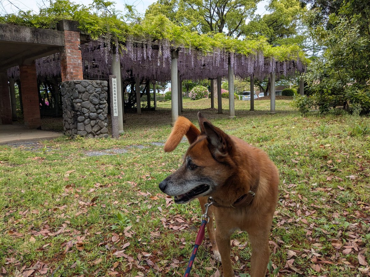 Pp1Zf1's tweet image. 昨日の犬散歩。
伊都文化会館の敷地内にある前原中央公園によく行くけれど、藤が咲いているのを見るのは初めてかも。
#糸島 #風景写真 #花 #藤棚 #藤 #萬里の藤 #旧糸島高等女学校の校門 #犬の散歩