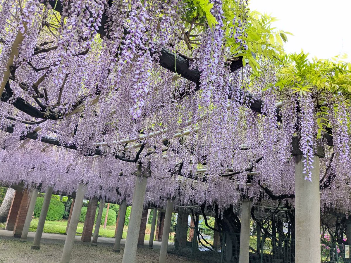 Pp1Zf1's tweet image. 昨日の犬散歩。
伊都文化会館の敷地内にある前原中央公園によく行くけれど、藤が咲いているのを見るのは初めてかも。
#糸島 #風景写真 #花 #藤棚 #藤 #萬里の藤 #旧糸島高等女学校の校門 #犬の散歩