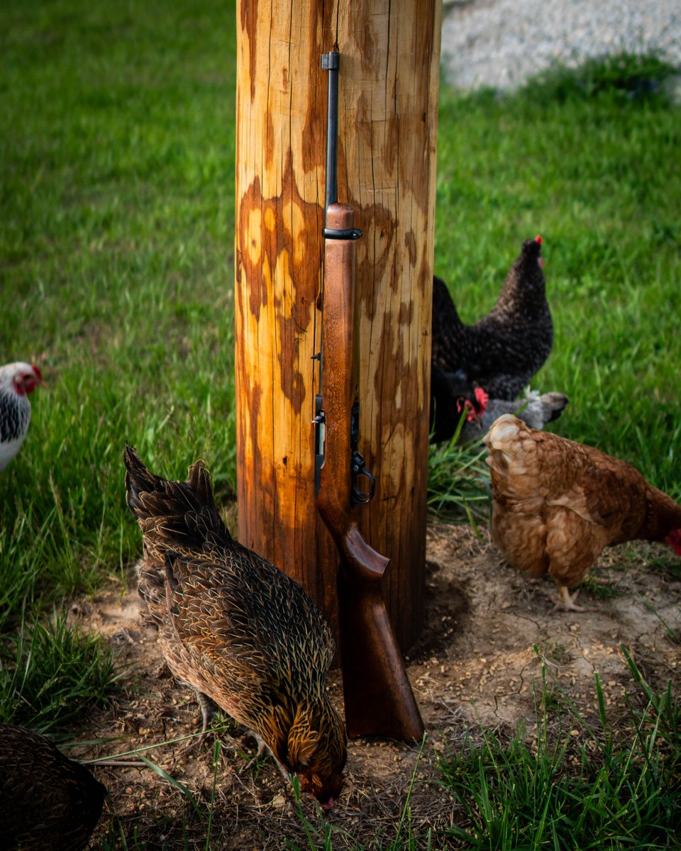 MidwestGunWorks's tweet photo. Protecting the flock.
Spring is beautiful, and the chickens love it.
But so do the predatory varmints around the property.
This “critter getter” looks pretty good for its age.
What is your go-to for dealing with the pesky little critters?
#MGW #Chickens #Varmints https://t.co/bYPx1EchBK