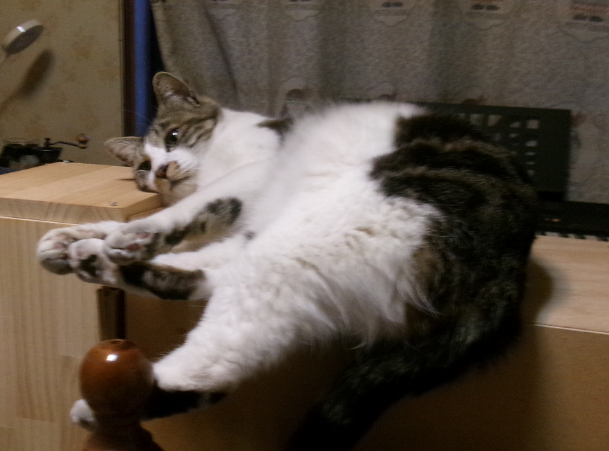 xxxadeht13's tweet photo. だらだら中のおふたり♨️
#猫のいる暮らし𓏲𓎨
#猫 https://t.co/fpz0ETVg7z