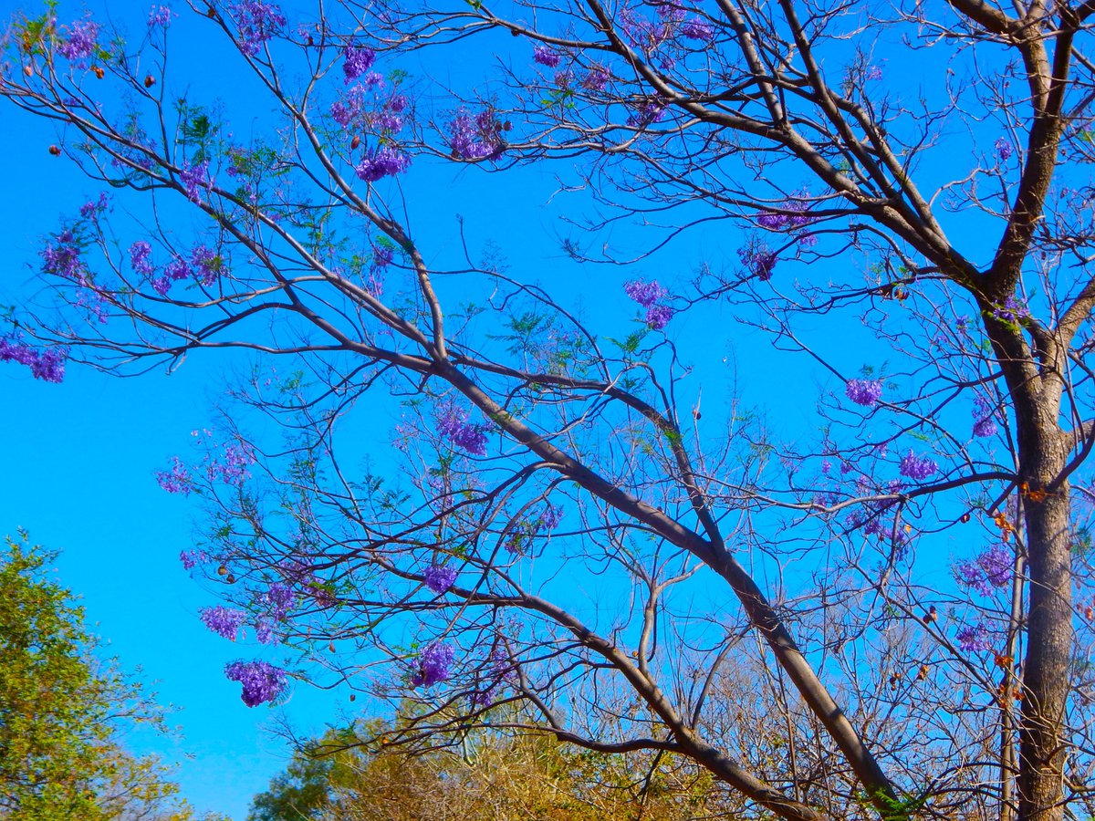 VerdesVias's tweet photo. Vías Verdes se engalana de bellos colores de primavera 📷
#ViasVerdesJalisco #primavera #Aves #flores https://t.co/PHI5NlJJSo