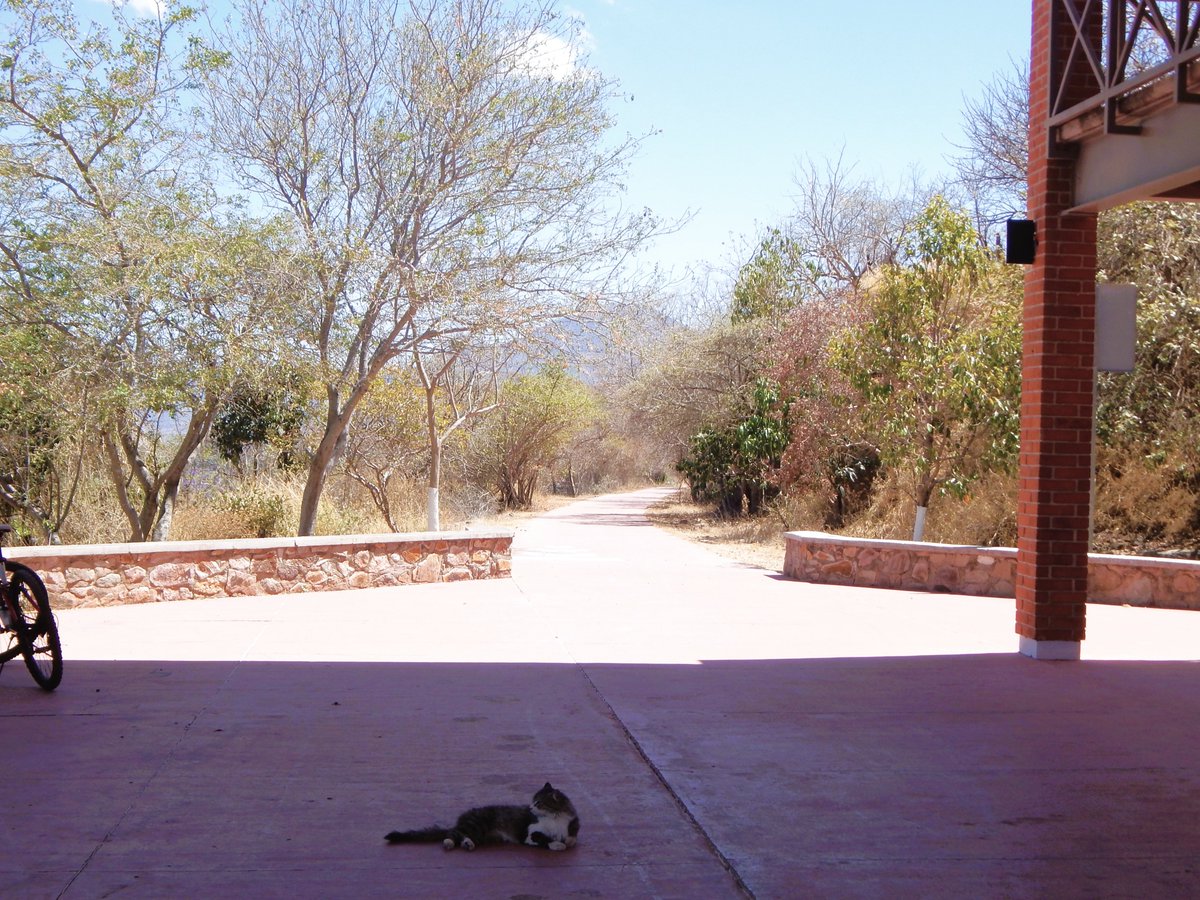 VerdesVias's tweet photo. Si algún día andan en Vías Verdes y pasan por el parador de "la Estancita" en San Juanito de Escobedo, puede que vean a Tomás ¡El guardián del paradero! ¡Salúdenlo!
#ViasVerdesJalisco #gatito https://t.co/YzvpQOdb4b