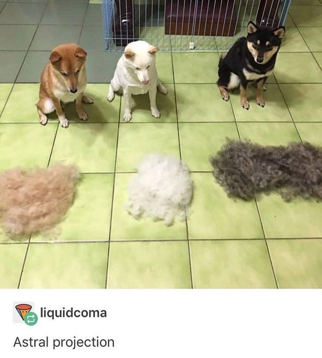 💖 (@twaniimals) on Twitter photo 