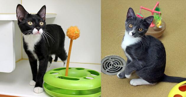 Meet JoJo and Lunabelle, who at approximately 5 months old, get along well, and they must be adopted together. The duo is available for adoption at the #Mansfield animal shelter. ow.ly/3aEJ50VINr6 #kittens #pets