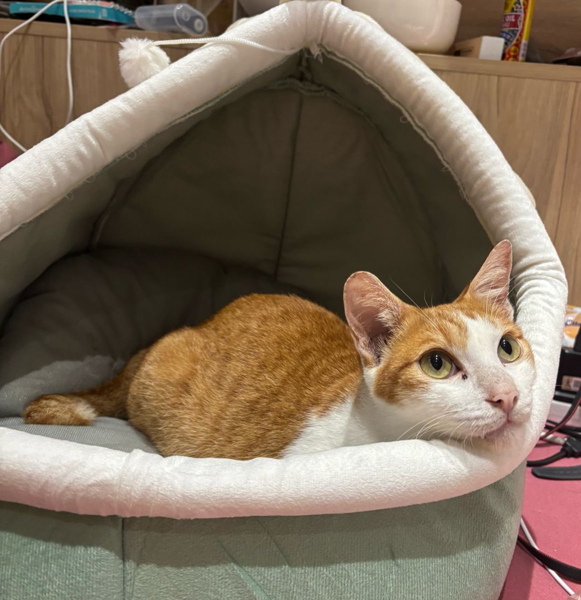 Pikachu living his best life! ❤️🐱 thanks to his mama for giving him a chance 🥺