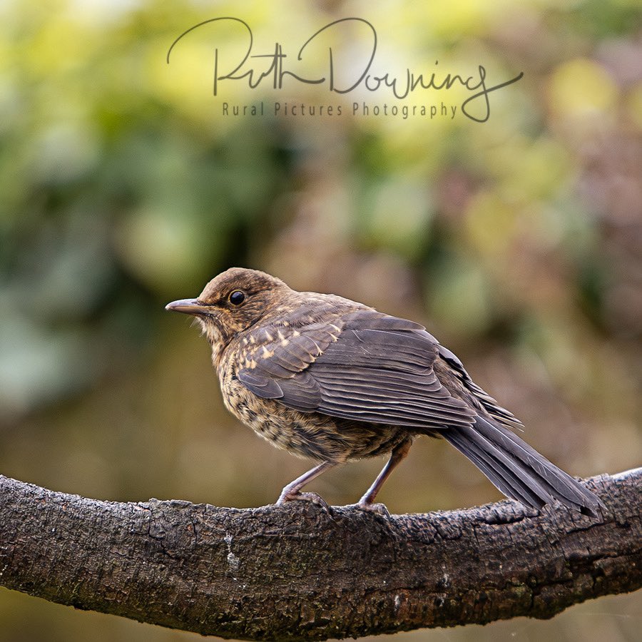 Spot of early morning bird photography and it was lovely to see the next generation of Blackbirds out and about in the garden 
<a href="/Natures_Voice/">RSPB</a> 
<a href="/CanonUKandIE/">Canon UK and Ireland</a> 
#freelancephotographer
