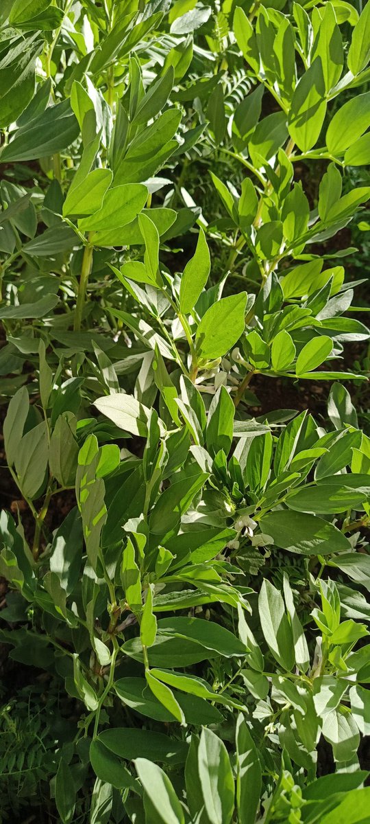 NonaAhm65868585's tweet photo. سبحآن الله وبحمده🌿

مسآء الخيرآت 🌿 https://t.co/ovOd8cpDb8