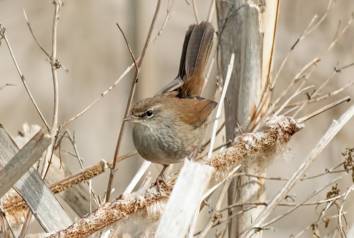 A showy Cetti's Warbler in the sun at Backworth this morning - it might not be the mega it once was in North Tyneside, but they still feel rare to me! Considering there had never been a record in the borough before March 2021, the expansion of this species has been remarkable.
