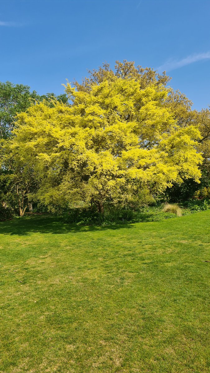 Highlight of a wonderful day at RHS Hyde Hall amongst the vineyards south of Chelmsford is this very rare cultivar Ulmus minor 'Frosty' in its extraordinary golden spring foliage.