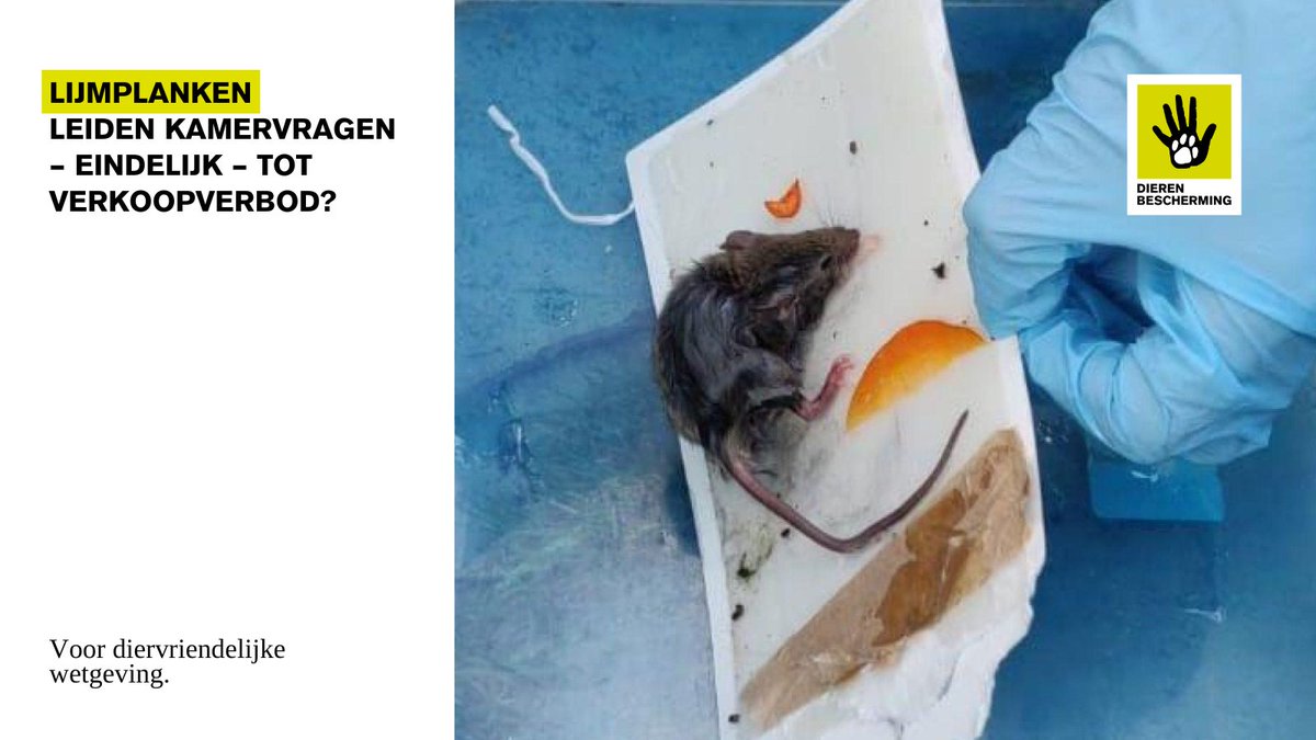 De <a href="/PartijvdDieren/">Partij voor de Dieren</a> heeft <a href="/stasLVVN/">Jean Rummenie</a> Rummenie vragen gesteld over het gebruik van #lijmplanken voor #ratten en #muizen.🐀🐁 Leiden deze vragen eindelijk tot het langverwachte #verkoopverbod waar we als Dierenbescherming al jaren voor pleiten?  bit.ly/4lMRjXS