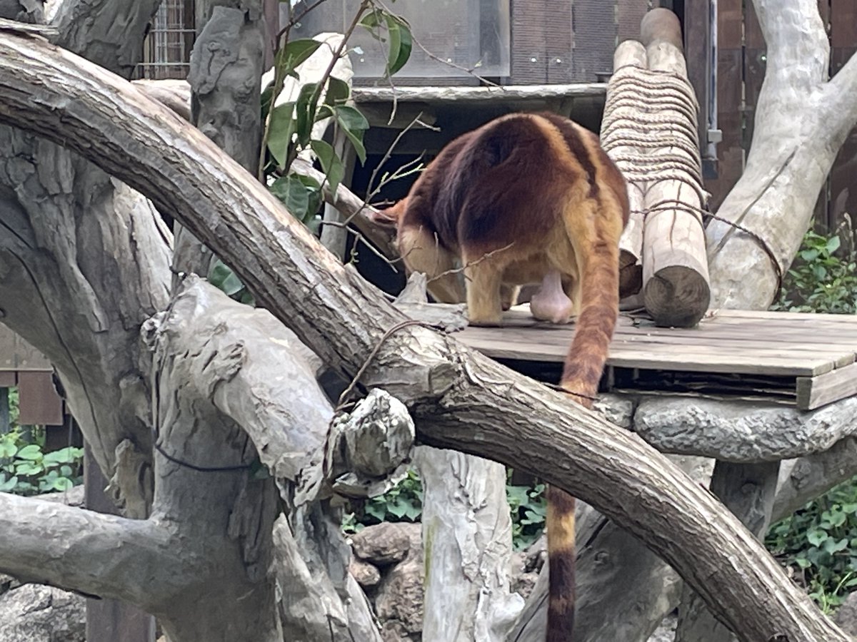 キノボリカンガルーの金玉
目を見張るものがある。
https://t.co/QQ0fJeDCRa 