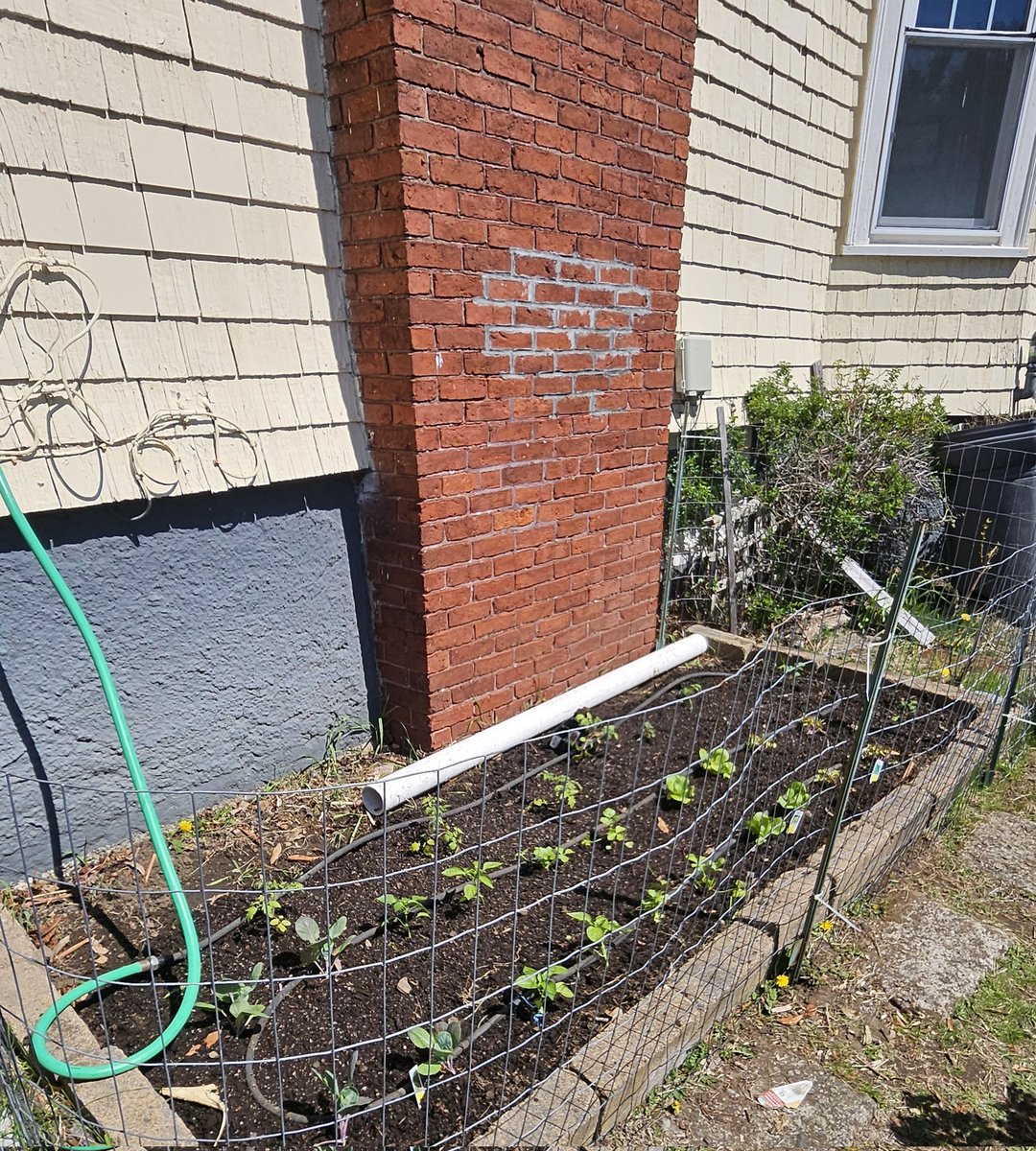 Last year, I ran a salad bar for freeloaders with big ears.
This year is war - fence, cement border, covert cameras. 🐇 🐰