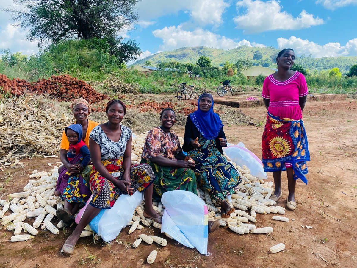 Great news from #Malawi. The first Maize has been harvested from the land we purchased las year. Thanks To #Mbedza for supporting with advice on growing using the #Tiyeni method to increase yields. This crop will help support children during the 'hungry months' later this year.