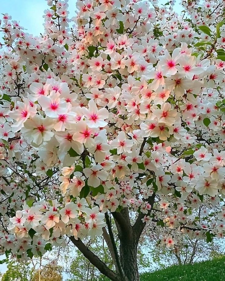 Lac Lac (@laclac314912) on Twitter photo 