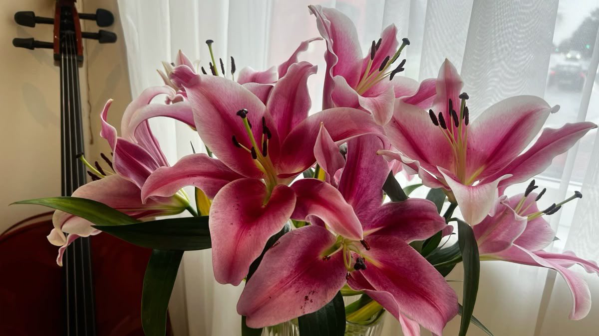 i3Moment's tweet photo. Lilies https://t.co/URAh0h7uRH