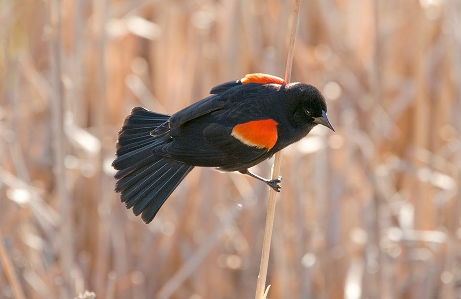 Feeling stressed? Step outside! 🌿Spending time in nature can help reduce anxiety and boost your mood. Take a walk along our naturalized #wetlands and enjoy the calming sights and sounds. Learn more: buff.ly/mHHVl6U