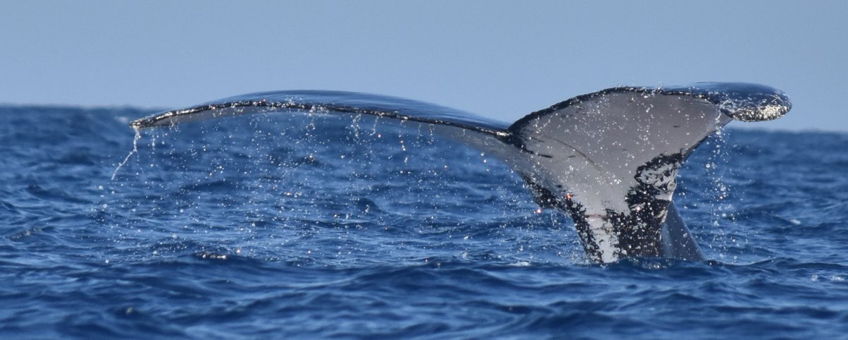 Happening TOMORROW!📌🔗📌
📢  Join us to hear from Dr. Aylin Akkaya &amp; Ekaterina Kalashnikova "Going the Distance - One Humpback's Journey of Migration"

Tuesday, April 29, 2025
7:00 PM  8:30 PM

REGISTER NOW:bit.ly/acs-sfbay-Ayli…