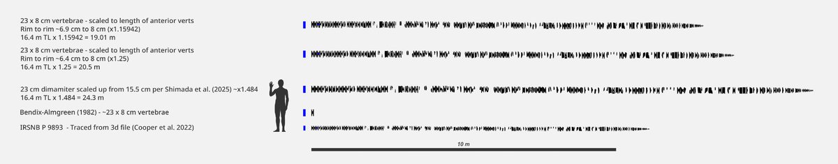 Steveoc86's tweet photo. Shimada et al. (2025) published a reassessment of megalodon and produced a length estimate of 24.3 m by comparing a large 23 cm diameter vertebrae from Denmark to vertebral column of IRSNB P 9893.

How reliable is that estimate? https://t.co/leSKHYwjHT