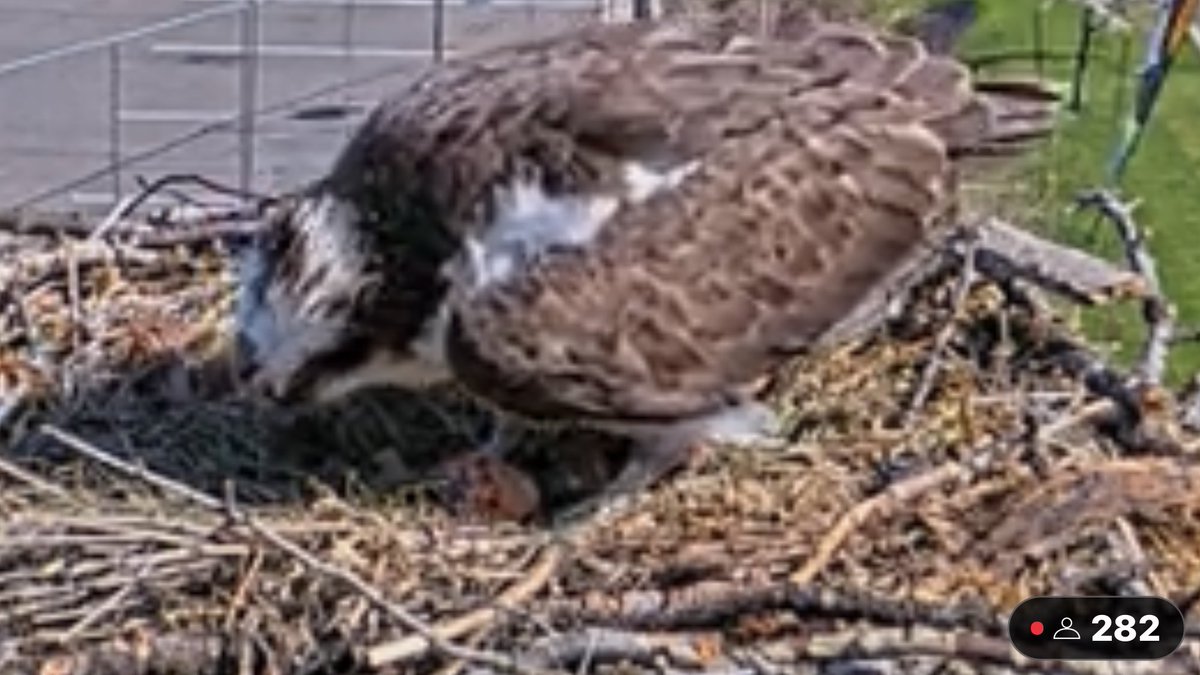 Hellgate Osprey (@HellgateOsprey)  X