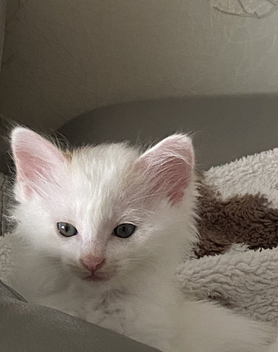 莫梵 :( tweet media