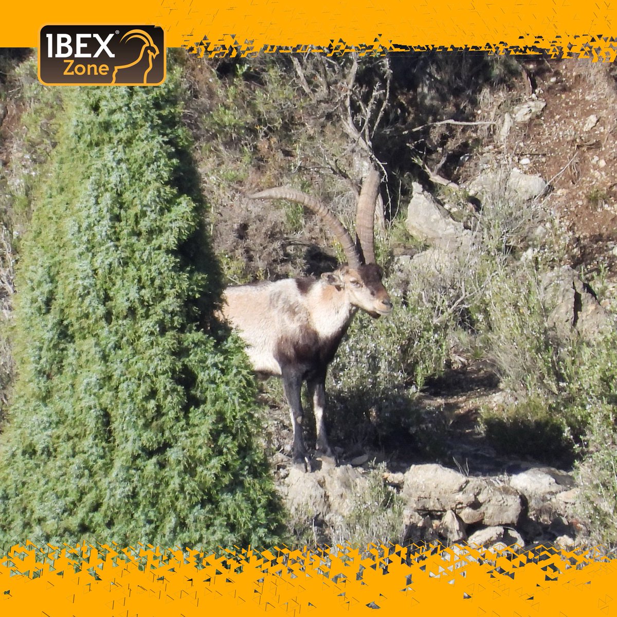 groupibexzone's tweet photo. Beceite ibex. 2025 🎥

#ibexzone #groupibexzone #ibexhunt #spanishibexbeceite #spanishbiggame #huntspain #beceiteibex #spanishibex #gredosibex #bouquetin #steinbock #охота #jagd #ibexhunting https://t.co/BCvtEhC0rT
