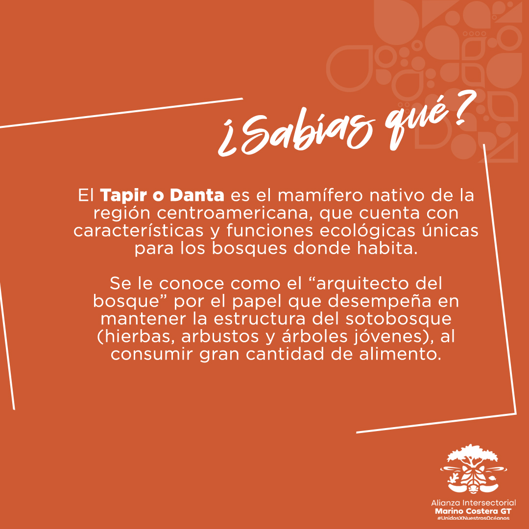 🌱  Día Internacional del Tapir 💧

🌱 El Tapir Centroamericano (Tapirus bairdii), es conocido localmente como danto, es el mamífero terrestre de mayor talla en la región mesoamericana y se encuentra amenazado en todo su rango de distribución ...(más en la descripción)
