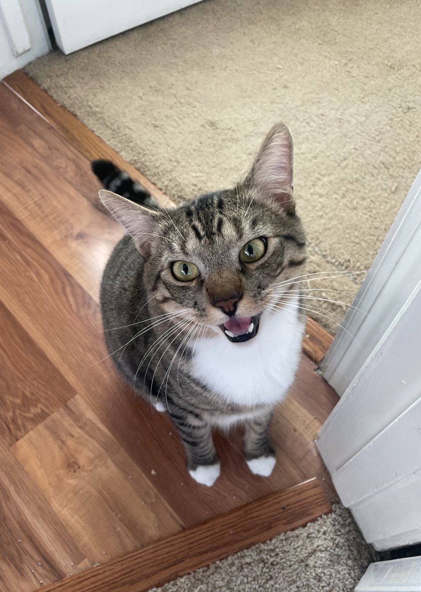 Toby & Taro tweet media