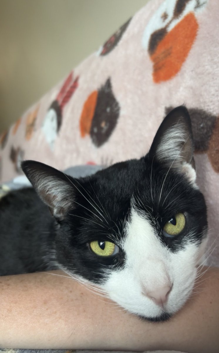 RafftheNinjaCat's tweet photo. Up close and purrrsonal #catsoftwitter https://t.co/sf5FaNTHpY