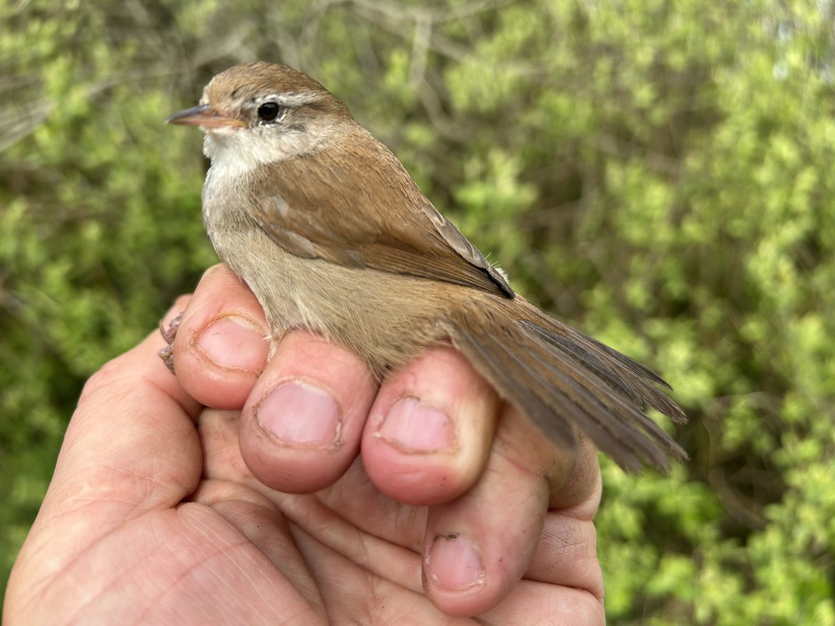 Brilliant 1st Clogheen Marsh CES visit of the year today with 105 birds of 18 species. Returning warblers from past few years inc Reed, Willow, Chiffchaff and Blackcap. Absolute highlight was after nearly 3 years our lone male Cetti’s Warbler has finally been joined by a female.