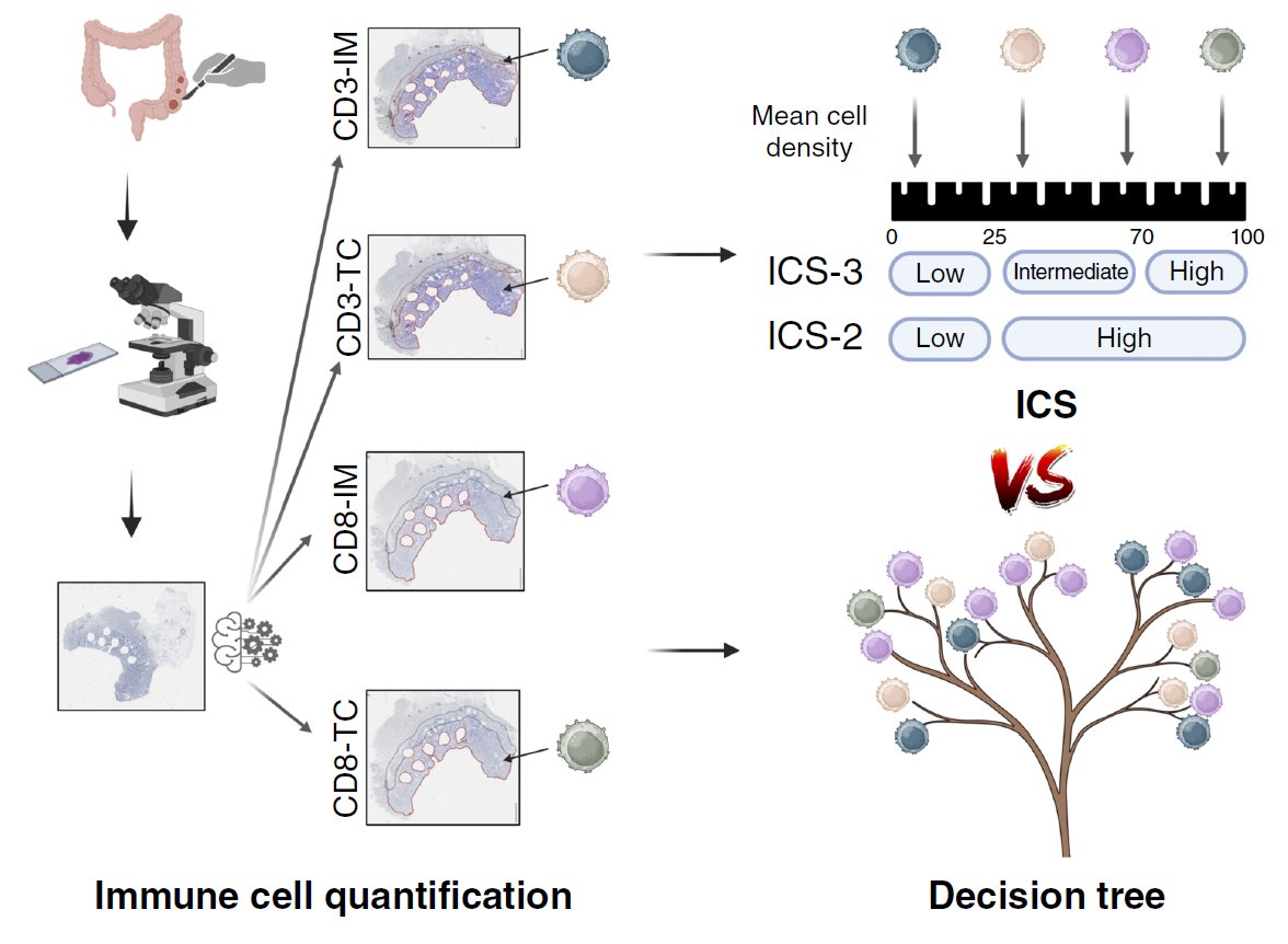 Clinical Cancer Research (@ccr_aacr) on Twitter photo Now online <a href="/CCR_AACR/">Clinical Cancer Research</a> concurrent wth #AACR25 - Prognostic value of CD8+ T-cells at the invasive margin is comparable to immune score in non-metastatic colorectal cancer: A prospective multicentric cohort study from Durgesh Wankhede. doi.org/10.1158/1078-0… Now online <a href="/CCR_AACR/">Clinical Cancer Research</a> concurrent wth #AACR25 - Prognostic value of CD8+ T-cells at the invasive margin is comparable to immune score in non-metastatic colorectal cancer: A prospective multicentric cohort study from Durgesh Wankhede. doi.org/10.1158/1078-0…
