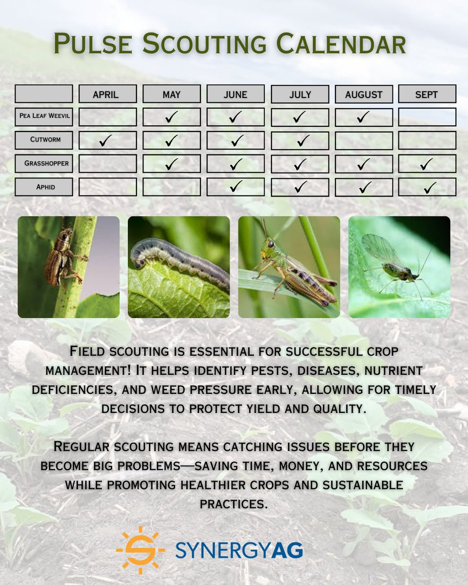 Scout your crops this May! Watch for pea leaf weevils, cutworms, and grasshoppers. Early action = better yields. 🌱🔎 #CropScouting #InsectWatch #AgTips