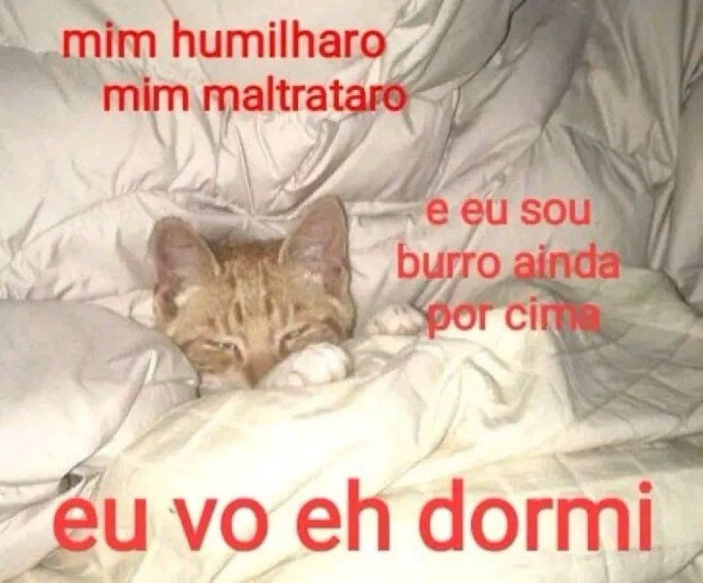 animais com frases aleatorias (@animaisfrases_) on Twitter photo 