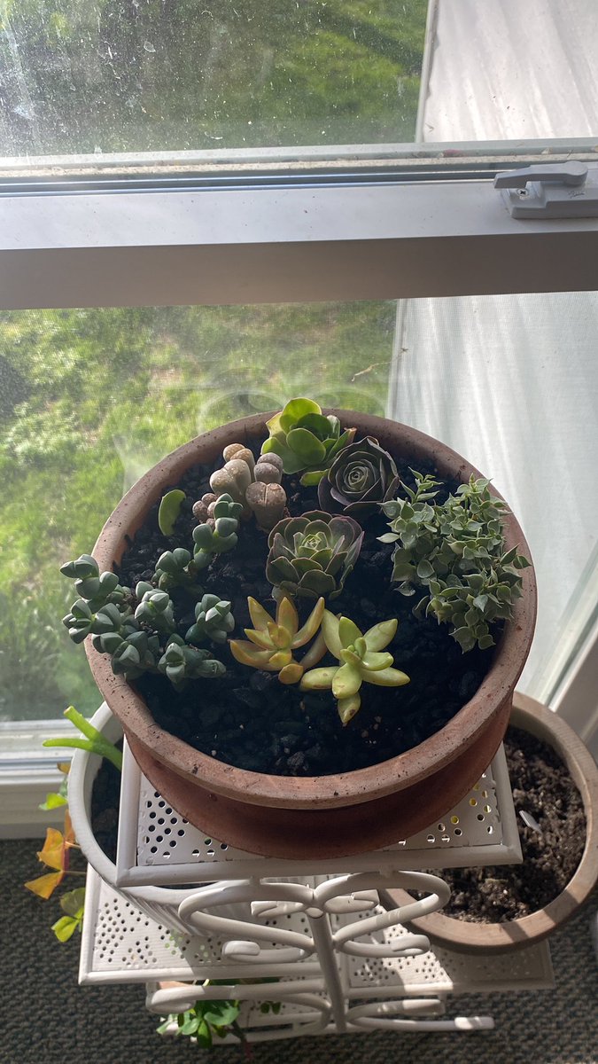 My mountain roses came and we got them friends……. Plant supremacy!