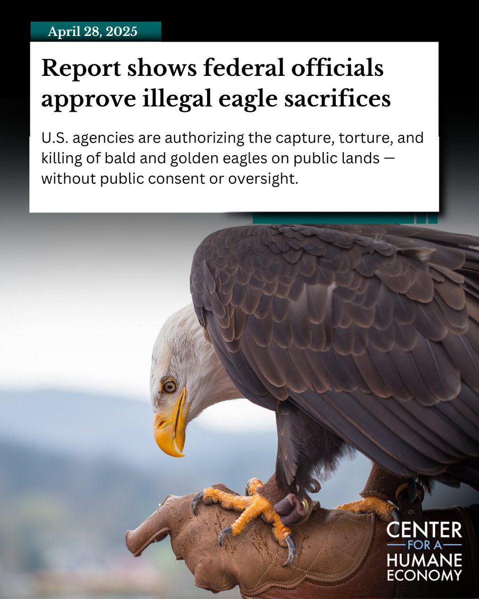 Americans and their legal system acknowledge the rights of domestic dogs and cats. What about the rights of wild raptors?

What kind of gods want eagles and hawks dead and plucked instead of soaring in our spacious skies?

Read more: centerforahumaneeconomy.org/2025/04/28/bet…