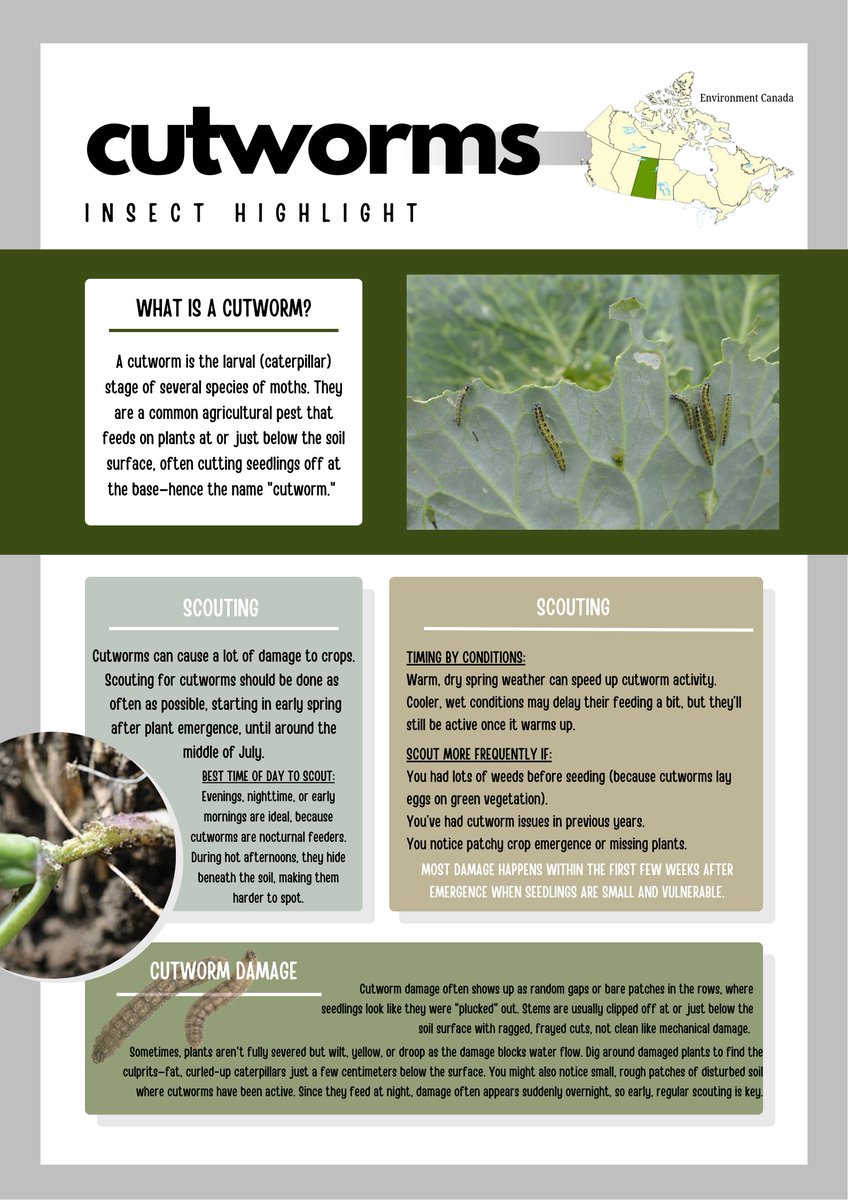 Cutworms clip seedlings fast! 🚨 Scout early to catch missing plants, fresh feeding, and larvae in soil. Protect your stand and yields! 🌱 #Cutworms #CropScouting