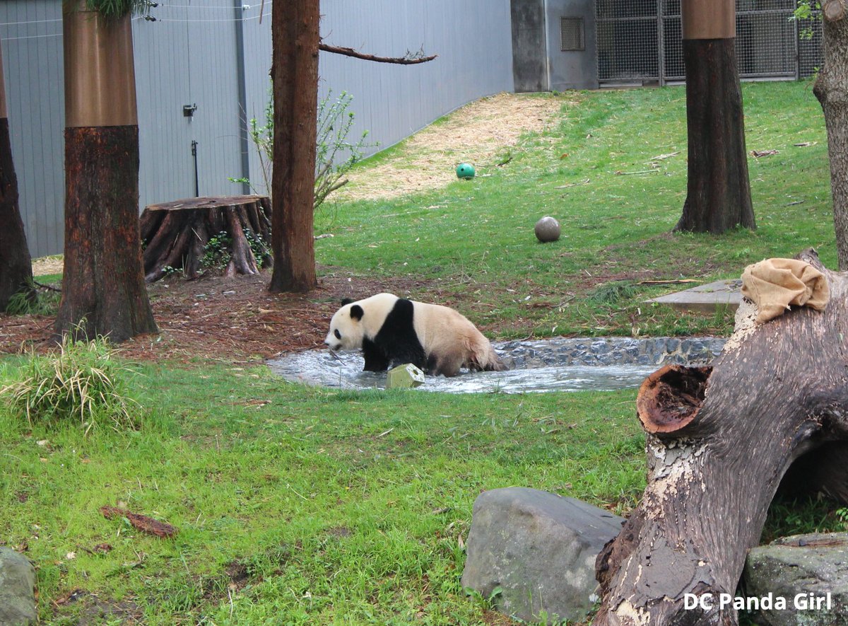 Wet ‘n wild Bao Li 🐼🥰💞💦 New YouTube video: youtu.be/jaa3zo9NAPQ?si… <a href="/NationalZoo/">National Zoo</a> #pandas #panda #giantpanda