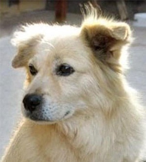 alvarosahr's tweet photo. La Federación Canina ha reconocido como nueva raza al pastor chiribaya, un perro ancestral de origen peruano con más de 1000 años de antigüedad.

Oficialmente tenemos a esta belleza como una raza propia del Perú https://t.co/23A8tJhZZ4