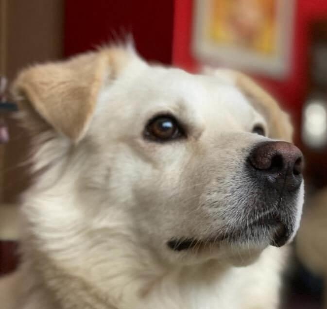 alvarosahr's tweet photo. La Federación Canina ha reconocido como nueva raza al pastor chiribaya, un perro ancestral de origen peruano con más de 1000 años de antigüedad.

Oficialmente tenemos a esta belleza como una raza propia del Perú https://t.co/23A8tJhZZ4