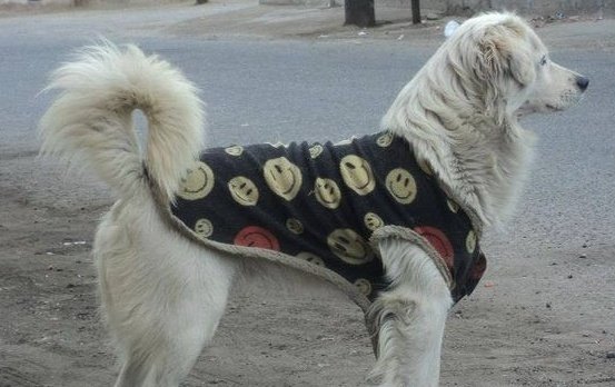 La Federación Canina ha reconocido como nueva raza al pastor chiribaya, un perro ancestral de origen peruano con más de 1000 años de antigüedad.

Oficialmente tenemos a esta belleza como una raza propia del Perú