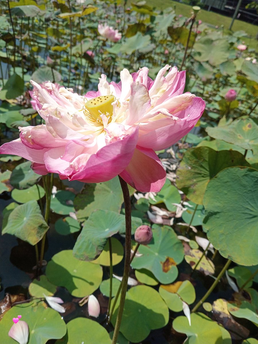 Selamat pagi
Salam sejahtera,penuh semangat untuk kita semua,
Have nice day
Semoga segala tujuan kita dimudahkan dan mendapat hasil yang memuaskan

🤲💪💕