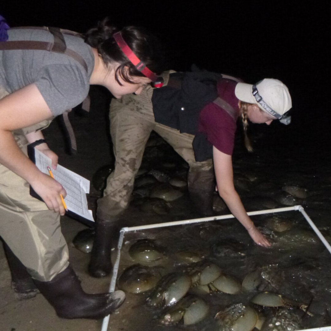 NOAA Sea Grant (@seagrant) on Twitter photo #DYK Delaware Bay supports the largest spawning population of #horseshoecrabs in the world?
Each spring, <a href="/DESeaGrant/">Delaware Sea Grant</a> and #volunteers conduct horseshoe crab surveys to help managers make decisions about this important marine resource: storymaps.arcgis.com/stories/d2ed29…
#CitizenScienceMonth #DYK Delaware Bay supports the largest spawning population of #horseshoecrabs in the world?
Each spring, <a href="/DESeaGrant/">Delaware Sea Grant</a> and #volunteers conduct horseshoe crab surveys to help managers make decisions about this important marine resource: storymaps.arcgis.com/stories/d2ed29…
#CitizenScienceMonth