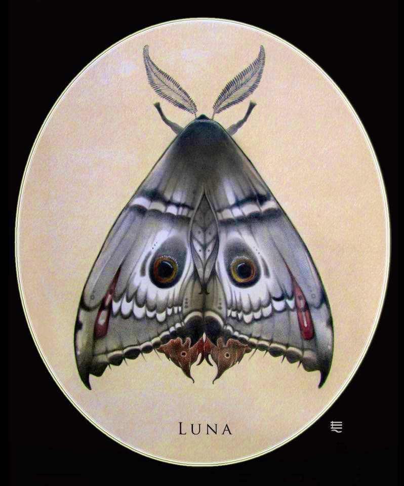 EntennStudio's tweet photo. “Luna” from the archives. Old work from 15 years ago. #darkart #entenn #goth #moths #areghostsmoths #ghostmoth #deathmetal https://t.co/VhSmbBvdcd